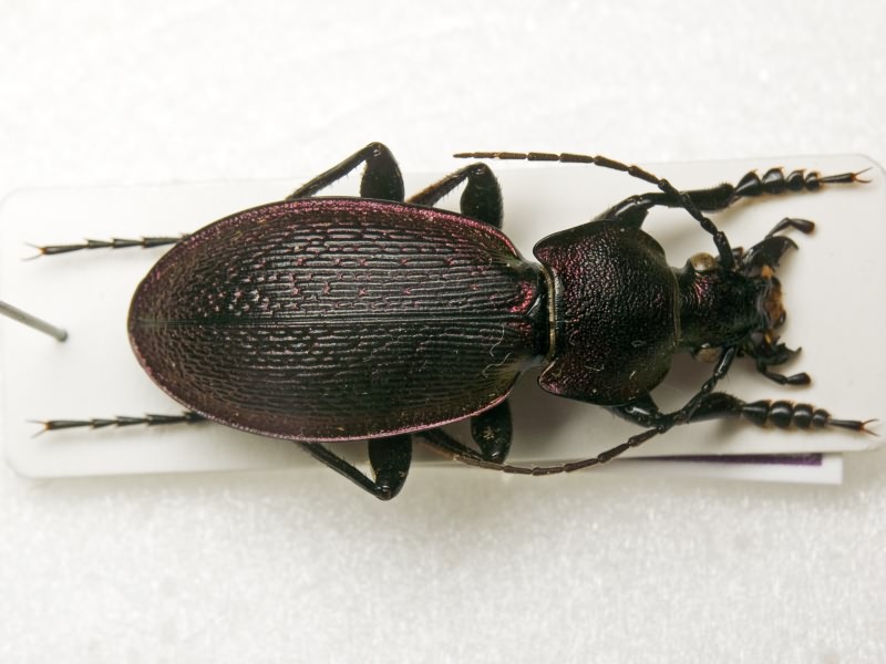Carabus excellens Fabricius, 1798